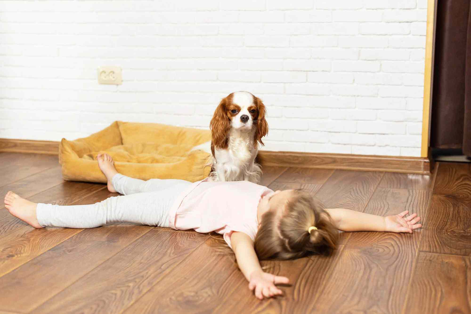 Trimming a dog's nails for traction on hardwood