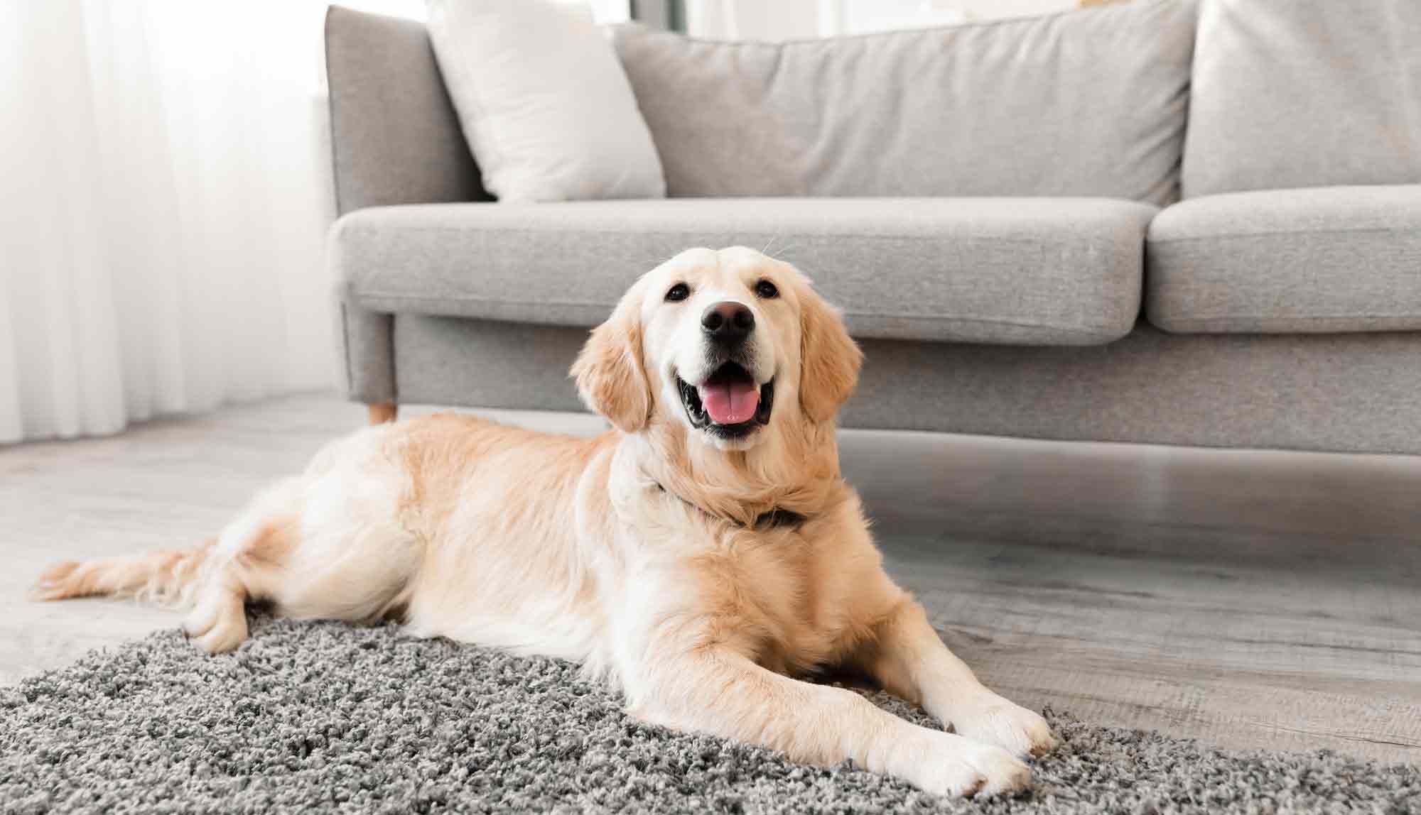 Dog on oak hardwood